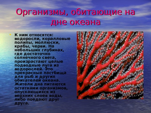 Организмы, обитающие на дне океана К ним относятся: водоросли, коралловые полипы, моллюски, крабы, черви. На небольших глубинах, где достаточно солнечного света, произрастают целые подводные луга из водорослей. Это прекрасные пастбища для рыб и других обитателей океана. Жители дна питаются остатками организмов, опускающихся из верхних слоев воды, либо поедают друг друга. 