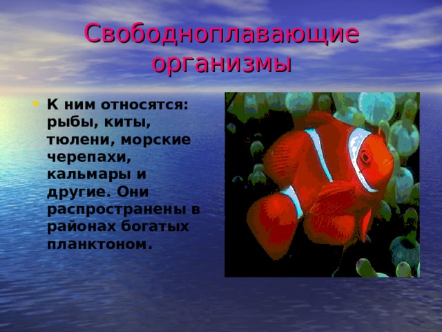 Свободноплавающие организмы К ним относятся: рыбы, киты, тюлени, морские черепахи, кальмары и другие. Они распространены в районах богатых планктоном. 