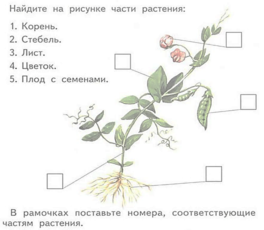 Самостоятельная работа по биологии цветок. Части растений задания. Строение растения. Строение растения схема. Схема строения растения для дошкольников.