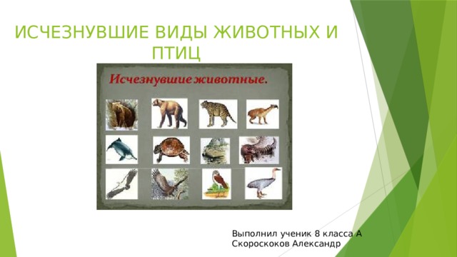 ИСЧЕЗНУВШИЕ ВИДЫ ЖИВОТНЫХ И ПТИЦ Выполнил ученик 8 класса А Скороскоков Александр 
