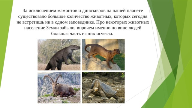 За исключением мамонтов и динозавров на нашей планете существовало большое количество животных, которых сегодня не встретишь ни в одном заповеднике. Про некоторых животных население Земли забыло, впрочем именно по вине людей большая часть из них исчезла.     