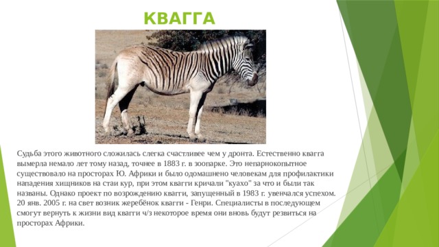 КВАГГА Судьба этого животного сложилась слегка счастливее чем у дронта. Естественно квагга вымерла немало лет тому назад, точнее в 1883 г. в зоопарке. Это непарнокопытное существовало на просторах Ю. Африки и было одомашнено человекам для профилактики нападения хищников на стаи кур, при этом квагги кричали 