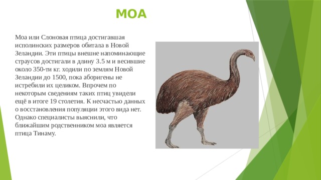 МОА Моа или Слоновая птица достигавшая исполинских размеров обитала в Новой Зеландии. Эти птицы внешне напоминающие страусов достигали в длину 3.5 м и весившие около 350-ти кг. ходили по землям Новой Зеландии до 1500, пока аборигены не истребили их целиком. Впрочем по некоторым сведениям таких птиц увидели ещё в итоге 19 столетия. К несчастью данных о восстановления популяции этого вида нет. Однако специалисты выяснили, что ближайшим родственником моа является птица Тинаму.     