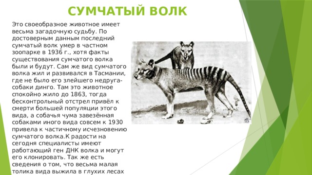 СУМЧАТЫЙ ВОЛК Это своеобразное животное имеет весьма загадочную судьбу. По достоверным данным последний сумчатый волк умер в частном зоопарке в 1936 г., хотя факты существования сумчатого волка были и будут. Сам же вид сумчатого волка жил и развивался в Тасмании, где не было его злейшего недруга- собаки динго. Там это животное спокойно жило до 1863, тогда бесконтрольный отстрел привёл к смерти большей популяции этого вида, а собачья чума завезённая собаками иного вида совсем к 1930 привела к частичному исчезновению сумчатого волка.К радости на сегодня специалисты имеют работающий ген ДНК волка и могут его клонировать. Так же есть сведения о том, что весьма малая толика вида выжила в глухих лесах Тасмании, однако к несчастью сфотографировать или отловить его пока не получилось.     