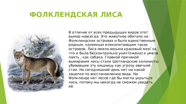 ФОЛКЛЕНДСКАЯ ЛИСА В отличие от всех предыдущих видов этот вымер навсегда. Это животное обитало на Фолклендских островах и было единственным родным, наземным млекопитающим таких островов. Лиса имела весьма красивый мех( за что и была бесконтрольно уничтожена) и умела лаять , как собака. Главной причиной вымирания лисы стали Шотландские колонисты убивавшие эту хищницу как угрозу овечьей стаи. На сегодняшний день нет ни какой зацепки по восстановлению вида. На Фолкленде нет лесов где бы могла укрыться лиса, потому мы никогда не сможем увидеть её. 