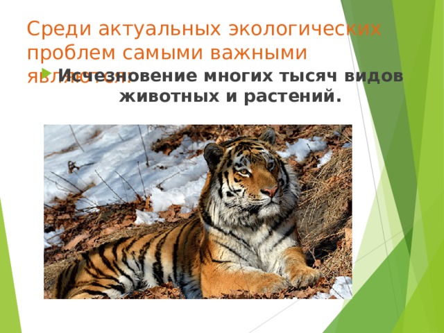 Среди актуальных экологических проблем самыми важными являются:   И счезновение многих тысяч видов животных и растений.   