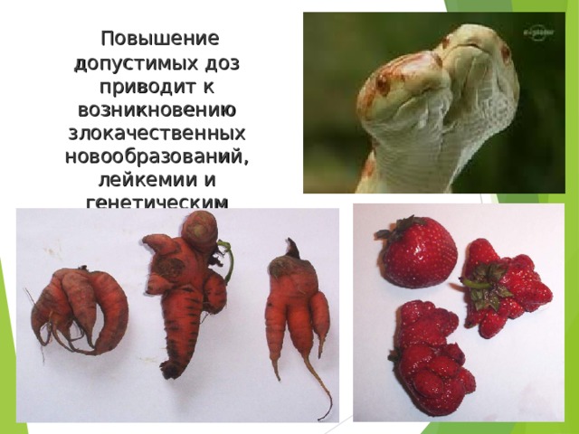  Повышение допустимых доз приводит к возникновению злокачественных новообразований, лейкемии и генетическим мутациям. 