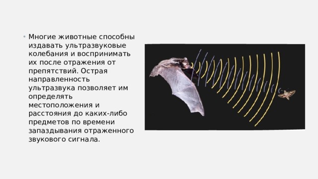 Многие животные способны издавать ультразвуковые колебания и воспринимать их после отражения от препятствий. Острая направленность ультразвука позволяет им определять местоположения и расстояния до каких-либо предметов по времени запаздывания отраженного звукового сигнала. 