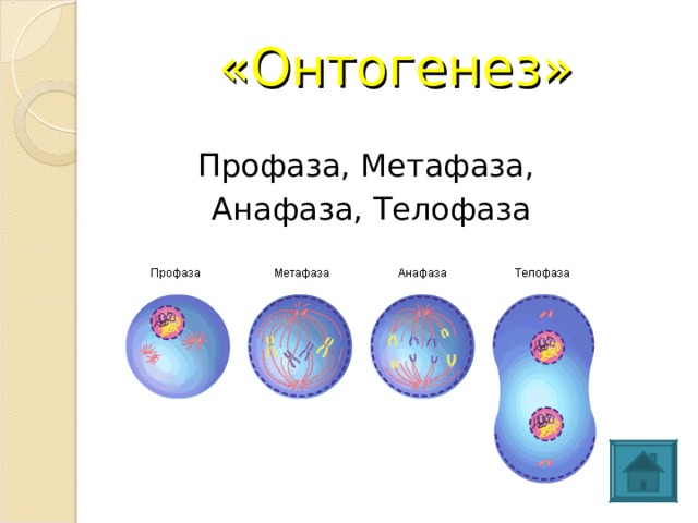 Профаза метафаза анафаза телофаза. Профаза метафаза анафаза. Анафаза телофаза. Метафаза анафаза телофаза. Профаза метафаза анафаза телофаза кратко.