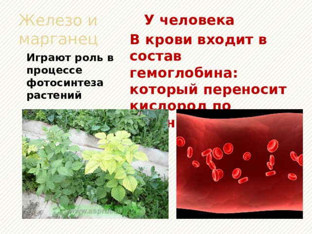 В состав гемоглобина входит металл. В состав гемоглобина входит. Металл входящий в состав гемоглобина.