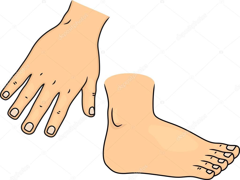 Части тела руки ноги