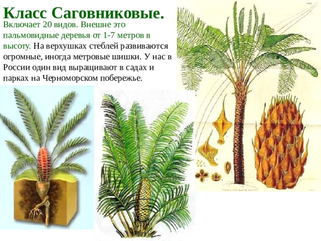 Класс Саговниковые. Включает 20 видов. Внешне это пальмовидные деревья от 1-7 метров в высоту. На верхушках стеблей развиваются огромные, иногда метровые шишки. У нас в России один вид выращивают в садах и парках на Черноморском побережье. 