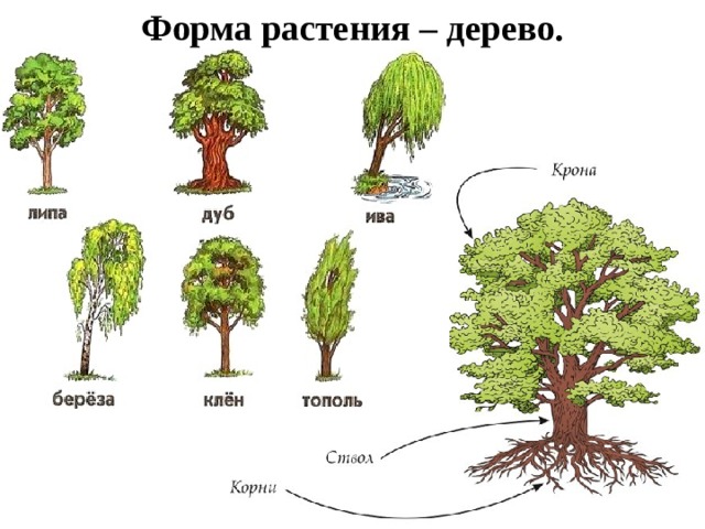 Три группы деревьев