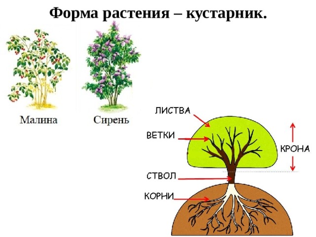 Форма растения – кустарник. 