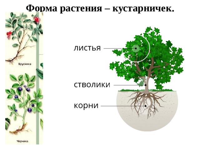 Форма растения – кустарничек. 