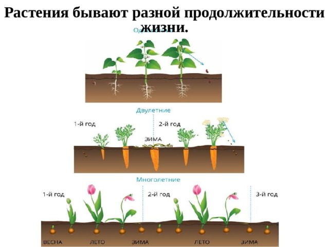 Растения бывают разной продолжительности жизни. 