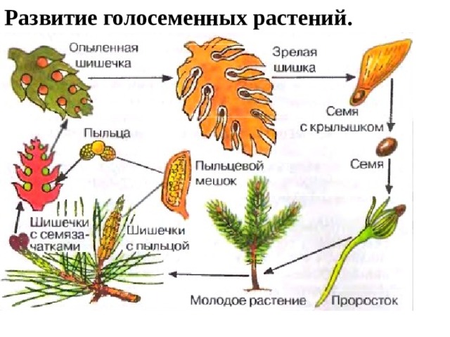 Развитие голосеменных растений. 