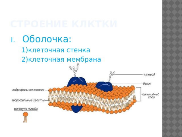 Стенка клетки состоит. Клеточная оболочка клеточная стенка и мембрана. Клеточная стенка клетмембрана. Строение клетки мембрана и стенка. Клеточная стенка, клеточная оболочка и клеточная мембрана.