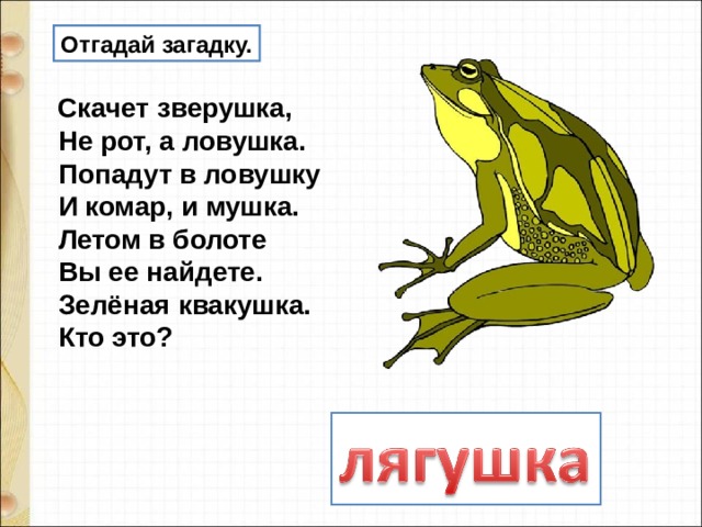 Отгадай загадку.  Скачет зверушка,    Не рот, а ловушка.    Попадут в ловушку    И комар, и мушка.    Летом в болоте    Вы ее найдете.    Зелёная квакушка.    Кто это?  