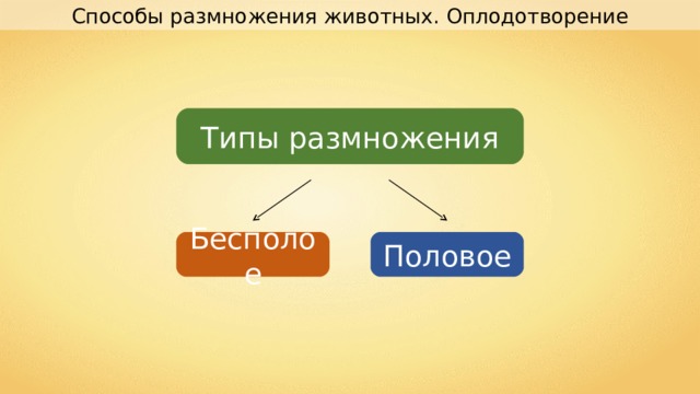 Способы размножения животных. Оплодотворение Типы размножения Бесполое Половое 