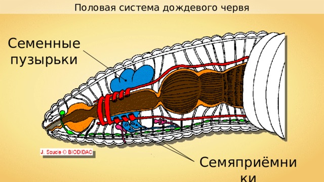 Половая система дождевого червя Семенные пузырьки Семяприёмники 