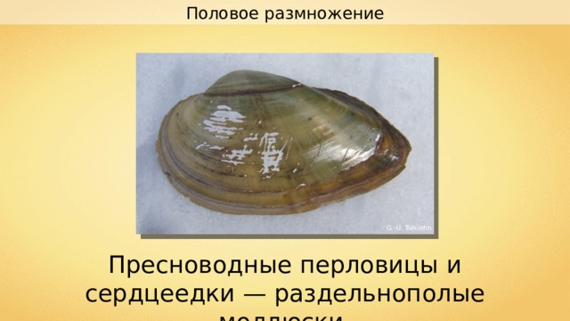 Половое размножение G.-U. Tolkiehn Пресноводные перловицы и сердцеедки — раздельнополые моллюски. 