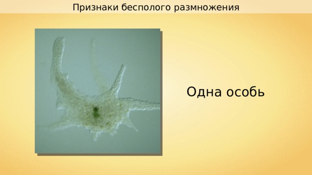 Признаки бесполого размножения Одна особь 