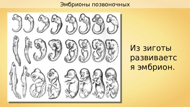 Эмбрионы позвоночных Из зиготы развивается эмбрион. 