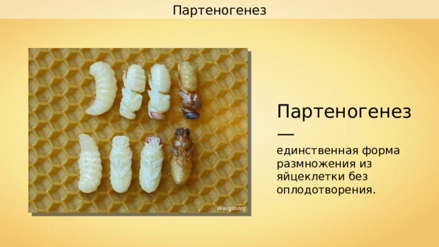 Партеногенез Партеногенез — единственная форма размножения из яйцеклетки без оплодотворения. Waugsberg 