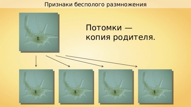 Признаки бесполого размножения Потомки — копия родителя. 