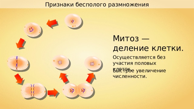 Признаки бесполого размножения Митоз — деление клетки. Осуществляется без участия половых клеток. Быстрое увеличение численности. 