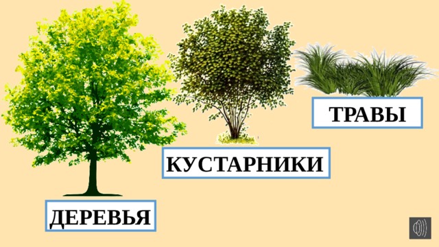 5 кустарников. Дерево куст трава. Игра кустарники деревья травы. Лото деревья кустарники травы. Деревья кустарники травы картинки.