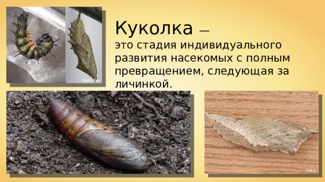 Куколка — это стадия индивидуального развития насекомых с полным превращением, следующая за личинкой. Nikita-Kluge Rasbak Halvard 
