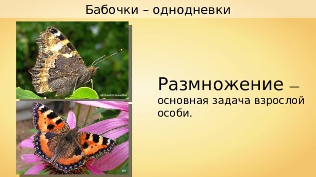 Бабочки – однодневки Размножение — основная задача взрослой особи. Michael Kranewitter Bff 
