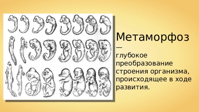 Метаморфоз — глубокое преобразование строения организма, происходящее в ходе развития . 