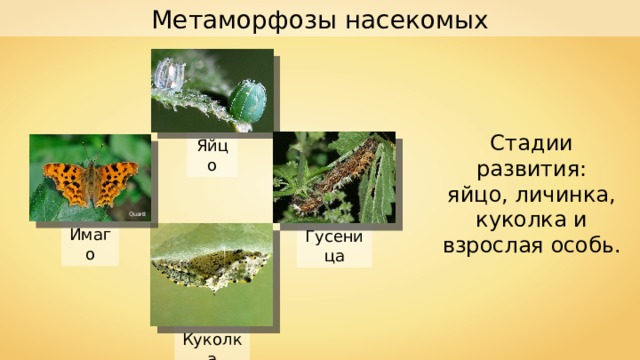 Метаморфозы насекомых Стадии развития: яйцо, личинка, куколка и взрослая особь. Яйцо Quartl Имаго Гусеница Куколка 