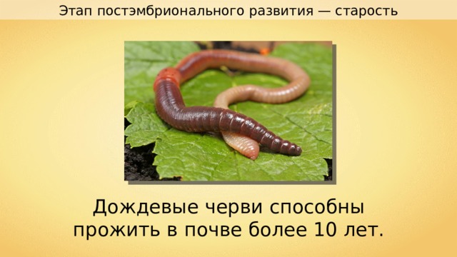 Этап постэмбрионального развития — старость Дождевые черви способны прожить в почве более 10 лет. 