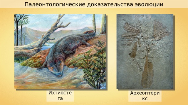 Палеонтологические доказательства эволюции Ихтиостега Археоптерикс 