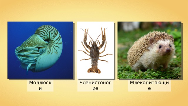 Моллюски Млекопитающие Членистоногие 