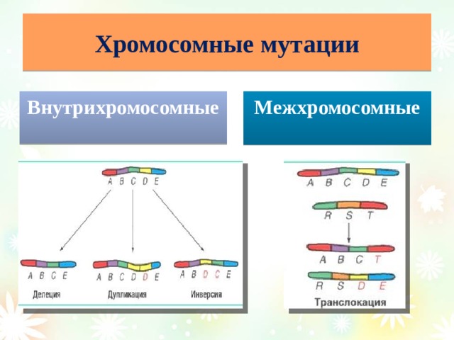 Генотипические мутации презентация 10 класс