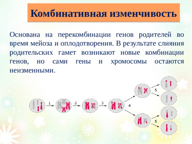 Генотипические мутации презентация 10 класс