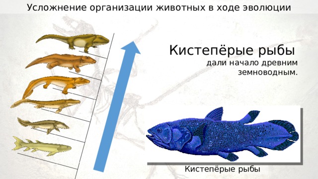 Усложнение организации животных в ходе эволюции Кистепёрые рыбы  дали начало древним земноводным. Кистепёрые рыбы 