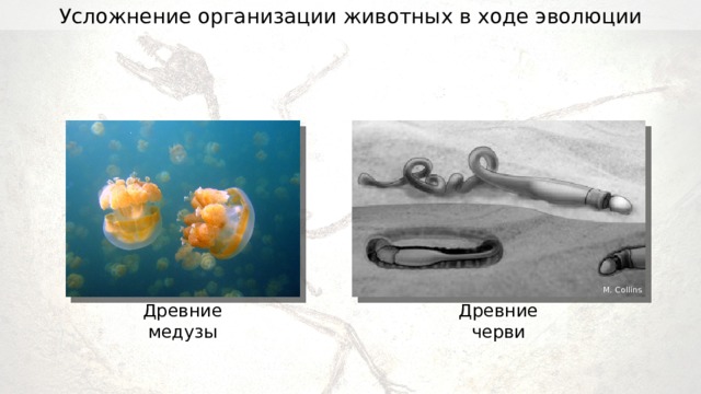 Усложнение организации животных в ходе эволюции M. Collins Древние черви Древние медузы 