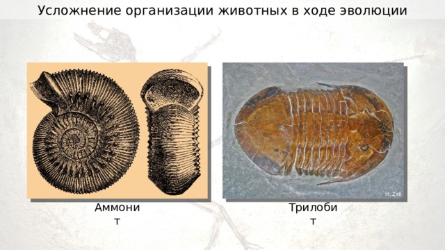 7 класс усложнение строения животных презентация