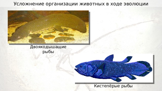 Усложнение организации животных в ходе эволюции Tannin Двоякодышащие рыбы Кистепёрые рыбы 