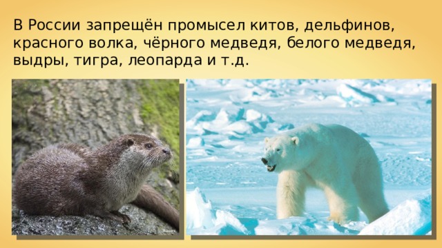 В России запрещён промысел китов, дельфинов, красного волка, чёрного медведя, белого медведя, выдры, тигра, леопарда и т.д. Baerni 