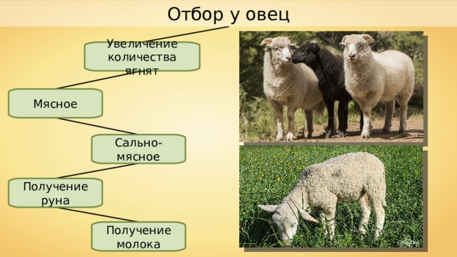 Отбор у овец Увеличение количества ягнят Мясное Сально-мясное Получение руна Получение молока Fabien1309 