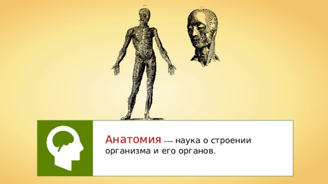 Анатомия  –— наука о строении организма и его органов. 