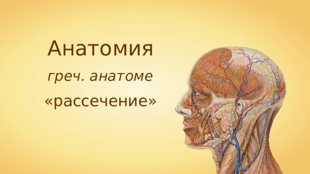 Анатомия греч. анатоме «рассечение» 