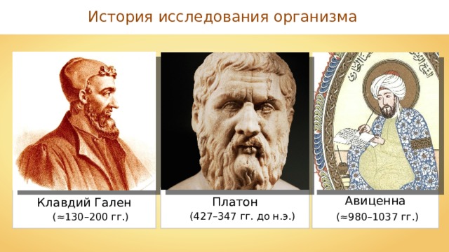 История исследования организма Авиценна Платон Клавдий Гален ( 4 27– 3 4 7 гг. до н.э.) (≈980–10 37 гг.) (≈130–200  гг.) 